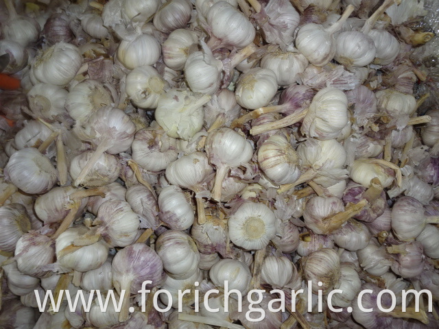 Regular White Garlic